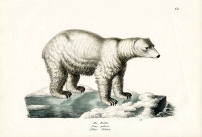 Polar Bear by Karl Joseph Brodtmann